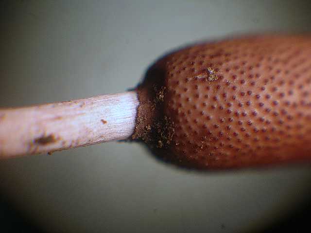 Cordyceps larvicola    Qulet